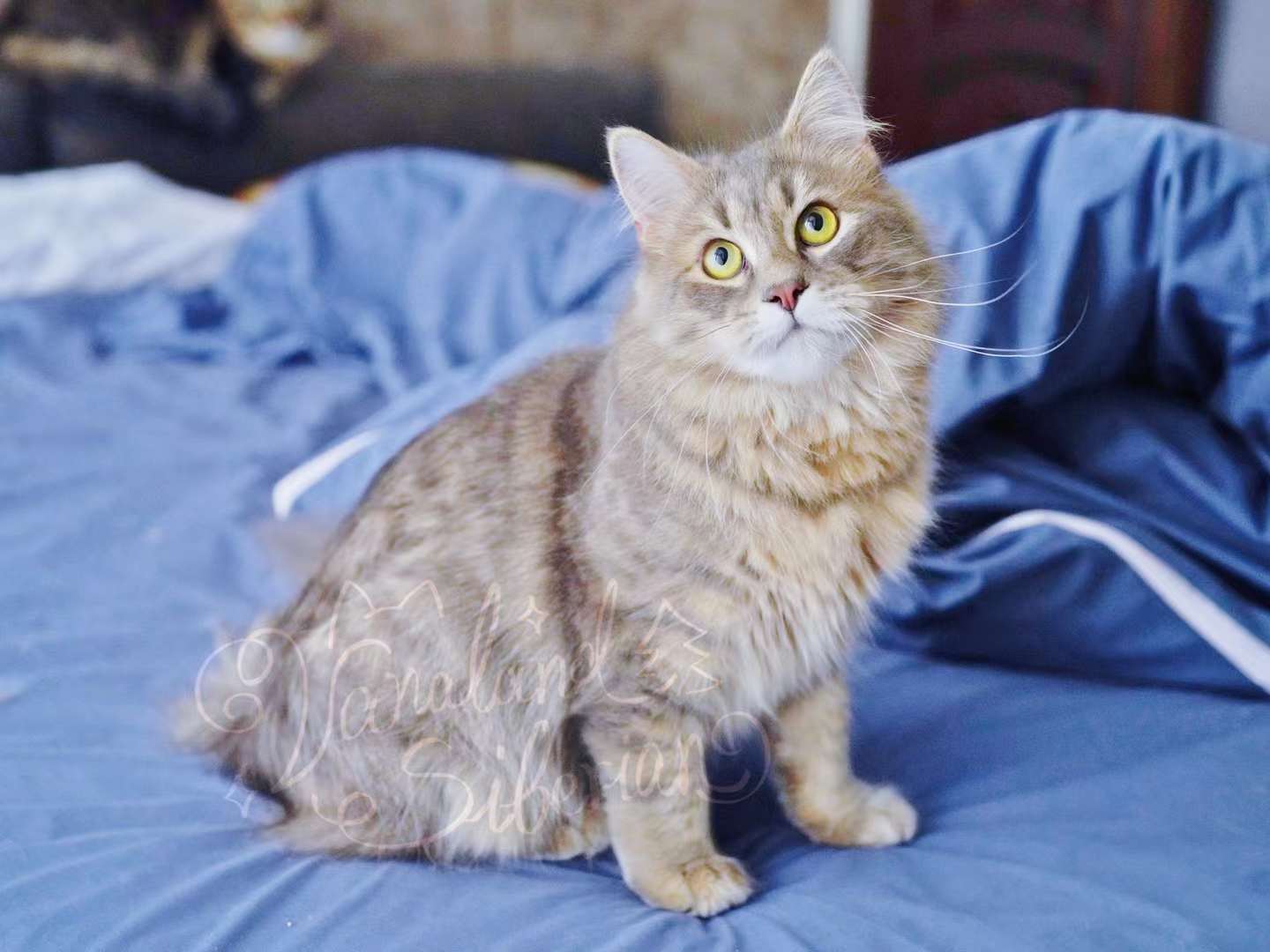 Vanaland 瓦娜西伯利亚森林猫舍- | Traditional Purebred Siberian
