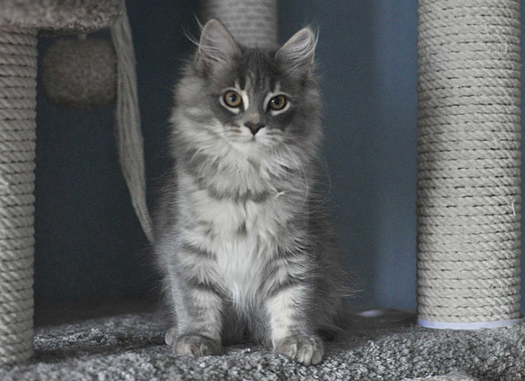 Vanaland 瓦娜西伯利亚森林猫舍- | Traditional Purebred Siberian