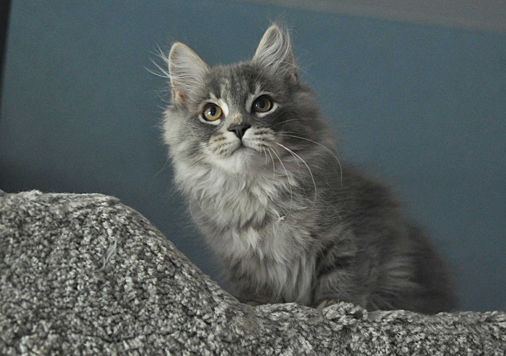 Vanaland 瓦娜西伯利亚森林猫舍- | Traditional Purebred Siberian