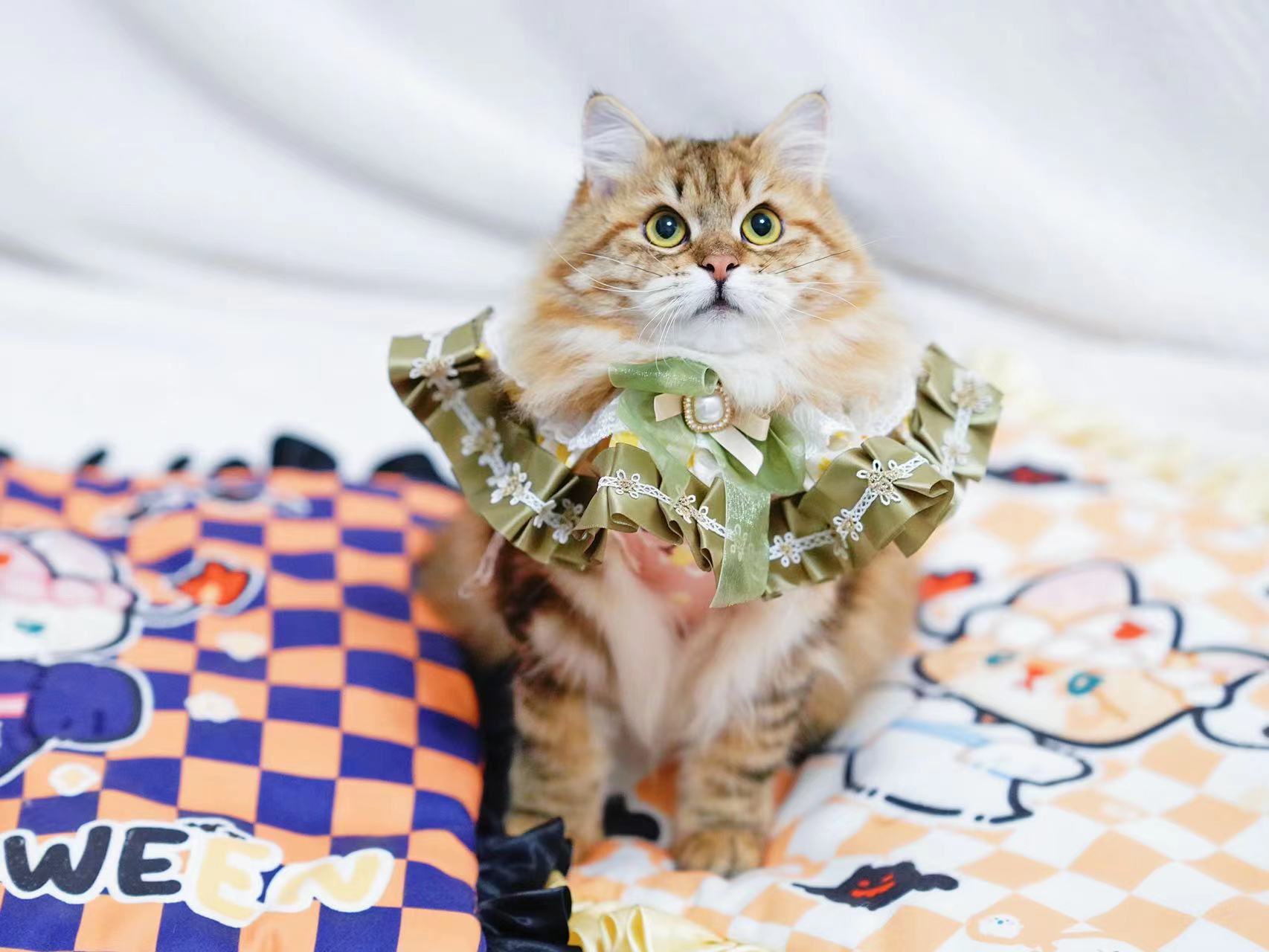 Vanaland 瓦娜西伯利亚森林猫舍- | Traditional Purebred Siberian