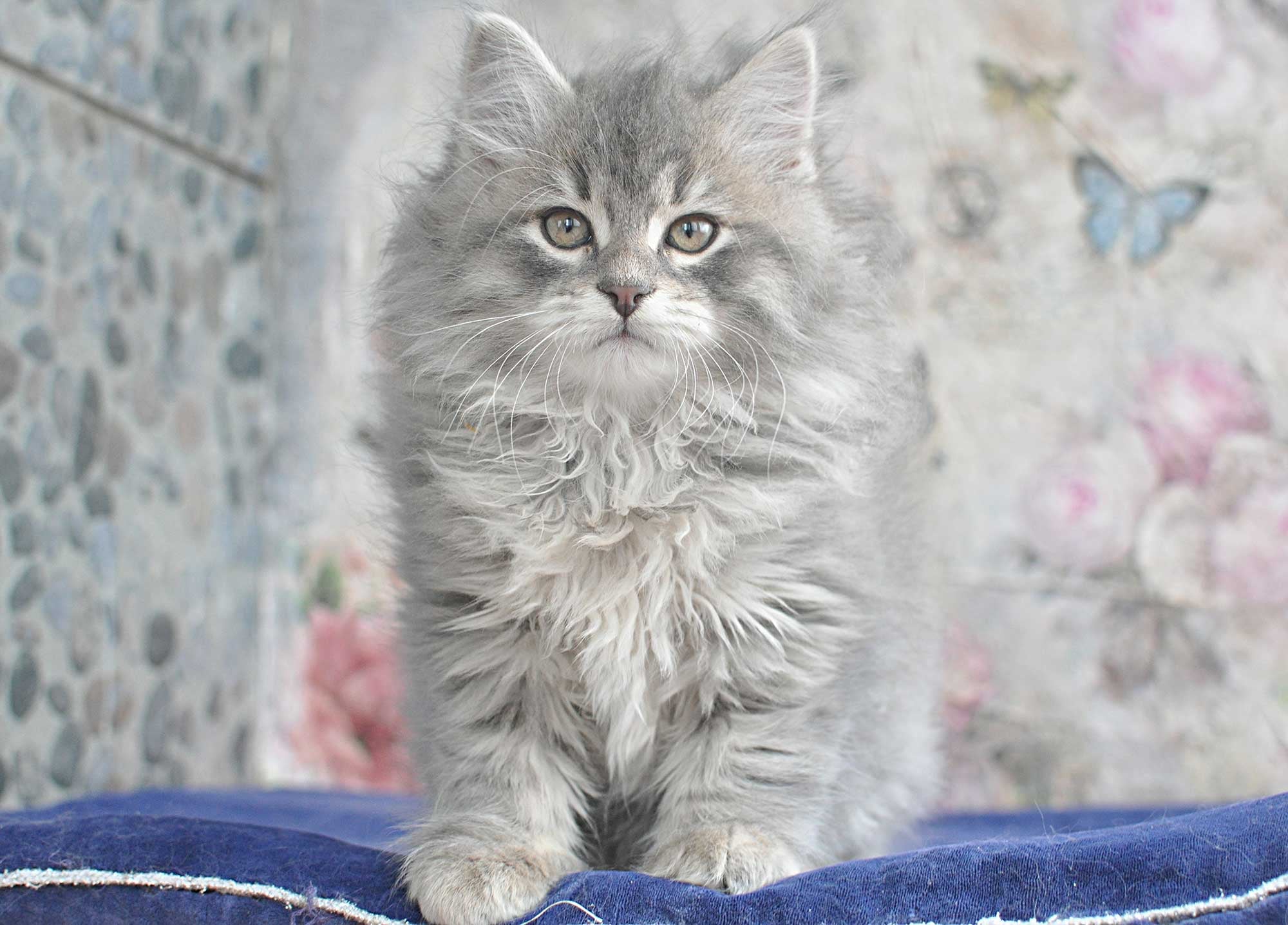 Vanaland 瓦娜西伯利亚森林猫舍- | Traditional Purebred Siberian