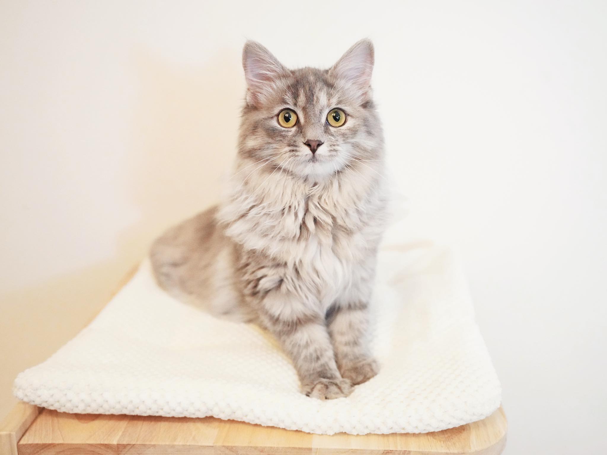 Vanaland 瓦娜西伯利亚森林猫舍- | Traditional Purebred Siberian