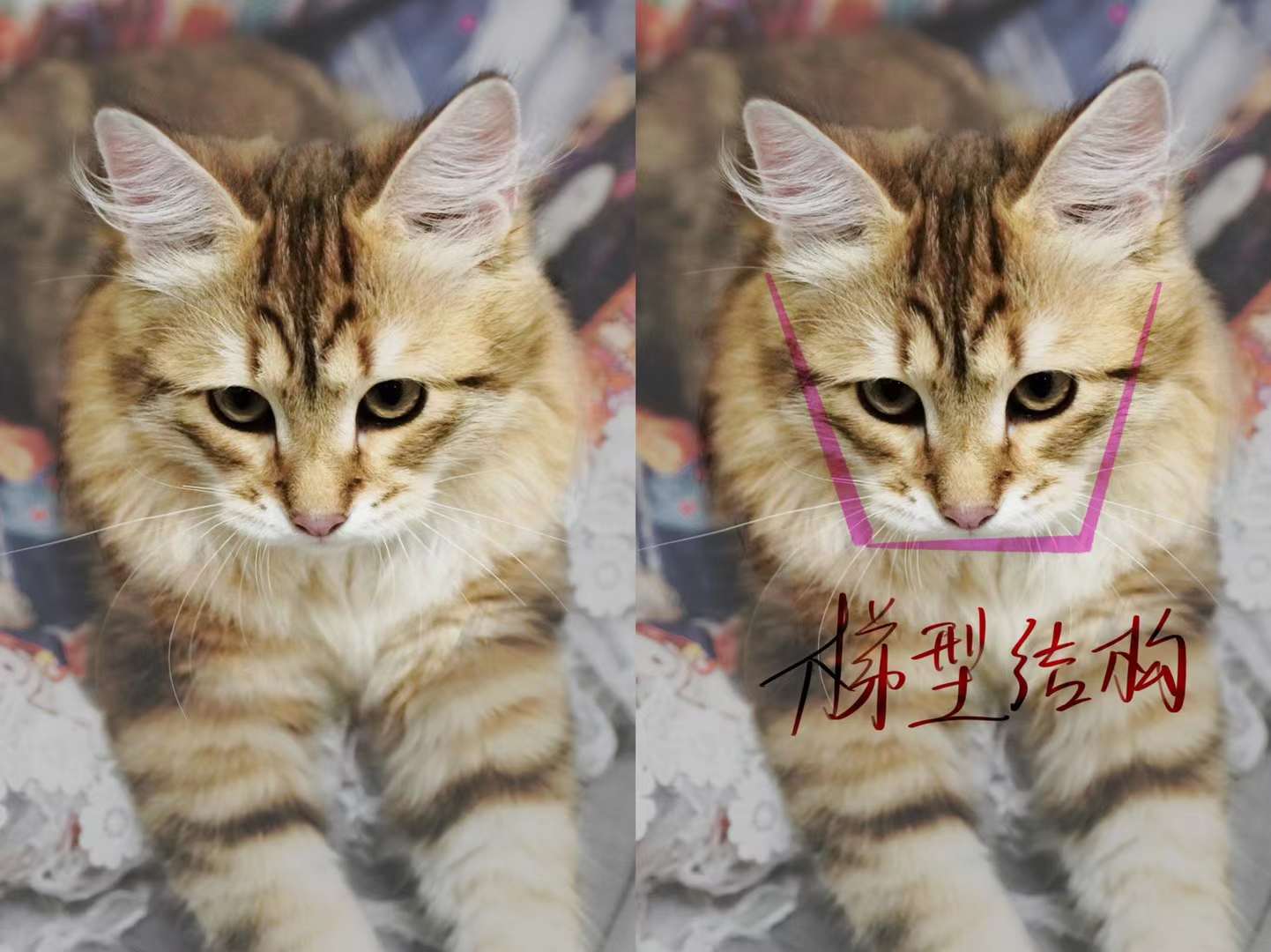 Vanaland 瓦娜西伯利亚森林猫舍- | Traditional Purebred Siberian