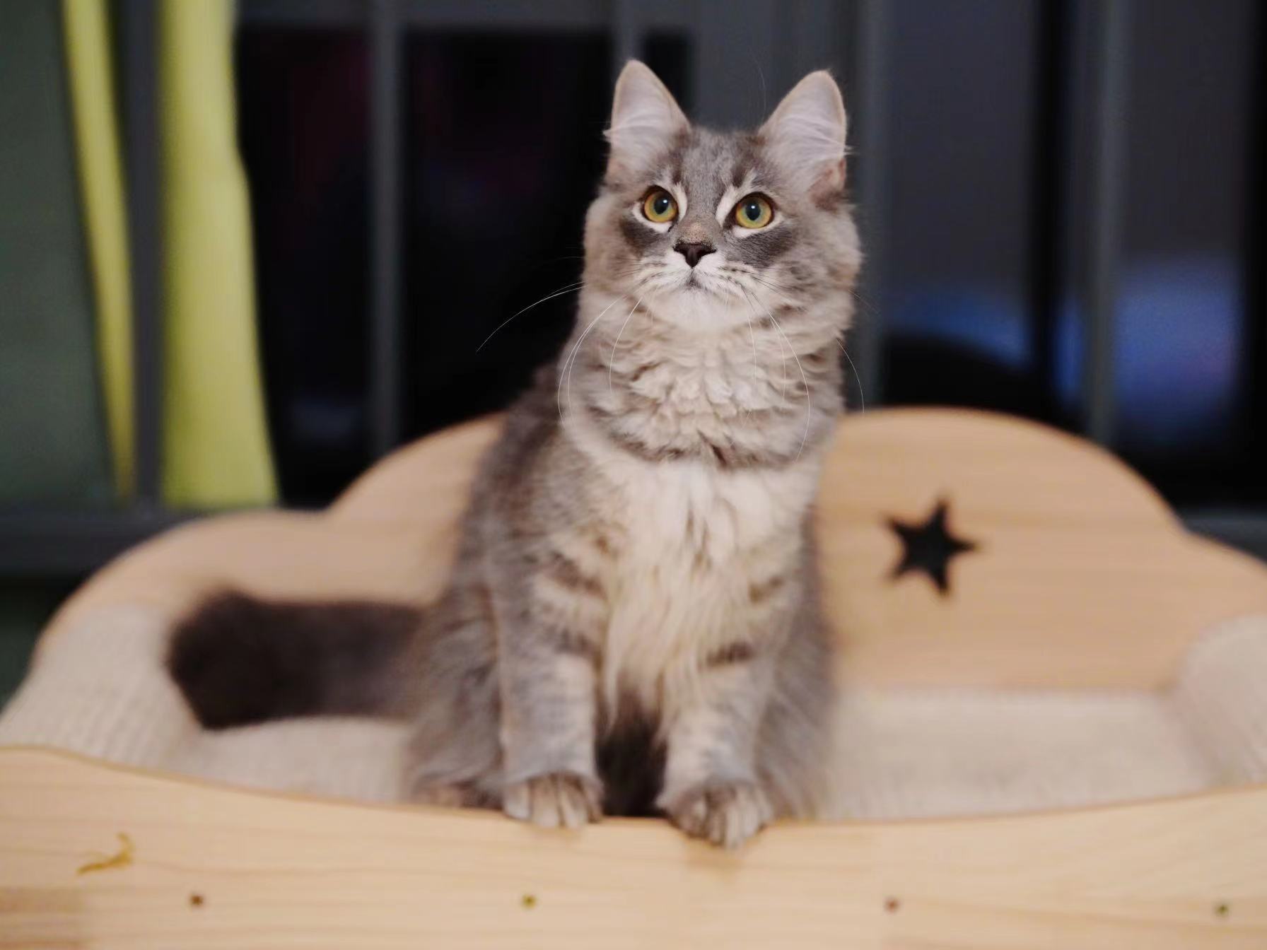 Vanaland 瓦娜西伯利亚森林猫舍- | Traditional Purebred Siberian