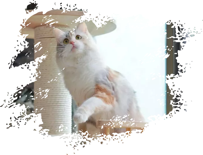 Vanaland 瓦娜西伯利亚森林猫舍- | Traditional Purebred Siberian