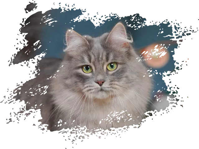 Vanaland 瓦娜西伯利亚森林猫舍- | Traditional Purebred Siberian